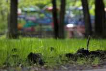 Парк им. Зернова - 03.jpg